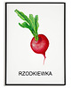 plakaty Plakat  GRAFIKA RZODKIEWKA warzywa ZIOŁA