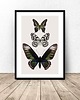 plakaty Kolorowy plakat na ścianę z motylami 50x70 (500mm x 700mm)