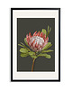 plakaty PLAKAT (poster) KWIAT PROTEA