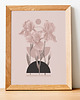 grafiki i ilustracje Plakat irysy