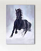 obrazy Obraz - Czarny koń - wydruk na płótnie