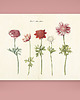 plakaty Plakat botaniczny z kwiatami Retro vintage