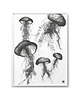 plakaty Plakat Meduzy roz. 61x91 cm