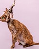 Zabawki dla zwierząt Wędka WILD CAT z chwostem ONLY BIRD