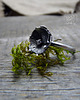 pierścionki - różne Little Leaf Ring