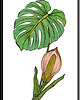 grafiki i ilustracje 90. Monstera - rysunek, plakat.