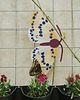 plakaty Plakat Magpie Moth the butterfly - dekoracja ścienna