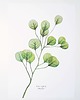 inne Eukalyptus