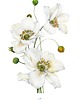 plakaty Plakat Anemone hupehensis