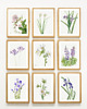 grafiki i ilustracje PLAKATY  botaniczne grafiki vintage kwiaty