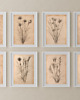 grafiki i ilustracje ZESTAW 8 PLAKATÓW beżowe botaniczne vintage