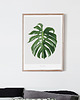 plakaty Plakat - Monstera A4