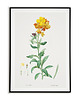 plakaty Plakat botaniczny GRAFIKA KWIAT lak Vintage