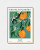 plakaty Plakat botaniczny "Kair"