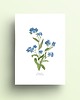 grafiki i ilustracje Niezapominajka