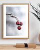 plakaty Plakat Frozen Beauty