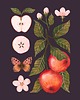 plakaty Plakat "Jabłka" śliwkowe tło 30x40 cm