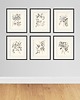 grafiki i ilustracje Zestaw Grafik Botanicznych Vintage