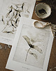 plakaty Plakat Klon Acer planetoids L. 2 prints 30x40 cm
