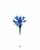 plakaty Plakat Centaurea