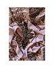 chokery Choker