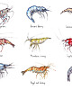 grafiki i ilustracje Krewetki- Prawns- Grafika- Ilustracja- Plakat