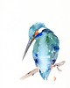 obrazy Oryginalna akwarela. Zimorodek