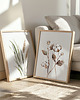 obrazy Bawełna i Pampas Grass - Zestaw dwóch grafik botanicznych