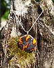 wisiory Wisiorek ceramiczny - Salamandra