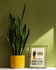 grafiki i ilustracje Instrukcja roślinna: SANSEVIERIA