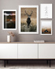 plakaty PLAKATY NATURA  galeria ścienna foto jeleń