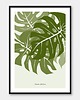 plakaty Plakat Monstera