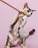 Zabawki dla zwierząt Wędka WILD CAT z ptaszkiem BIRD