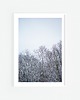 fotografia Ośnieżone drzewa I