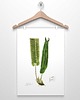 plakaty PAPROTKA paproć plakat  A4, A3 (lub 30x40cm)