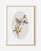 grafiki i ilustracje Plakat botaniczny - CIEMIERNIK