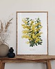 plakaty Plakat Mimoza