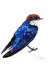 obrazy "Wire-tailed swallow" Oryginalna akwarela ptaka 30*40cm/ akwarela
