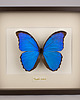 ramki na zdjęcia Motyl Morpho didius w brązowej gablocie