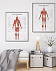 plakaty Plakat Mięśnie Człowieka