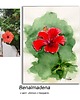 grafiki i ilustracje Obraz ręcznie malowany  Hiszpania Hibiskus