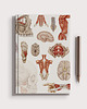 notatniki i albumy Notes Anatomiczny B5