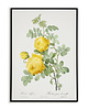 plakaty Rosa sulfurea - Plakat botaniczny - Retro