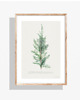 plakaty PLAKAT jałowiec botaniczna grafika vintage