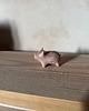 figurki i rzeźby Ceramiczna Figurka Świnki Miniaturowe Figurki Świnka Desk Buddy