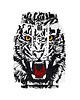 bluzy dla chłopców Bluza Chłopiec DR.CROW White Tiger