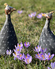 figurki i rzeźby Kurarak ceramiczny