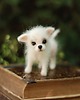 figurki i rzeźby Chihuahua Miniatura