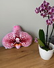 poduszki z grafiką Poduszka Mały Storczyk Orchidea Phalaenopsis