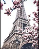 plakaty Plakat "Kwitnąca magnolia na tle wieży Eiffla"